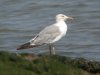 Yellow-legged Gull at River Roach (Steve Arlow) (55118 bytes)